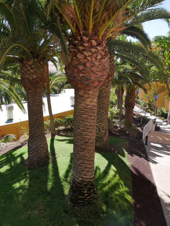 Gartenanlage Club Hotel Drago Park