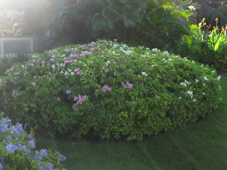 Gartenanlage Hotel Viva Dominicus Beach by Wyndham - All Inclusive Resort