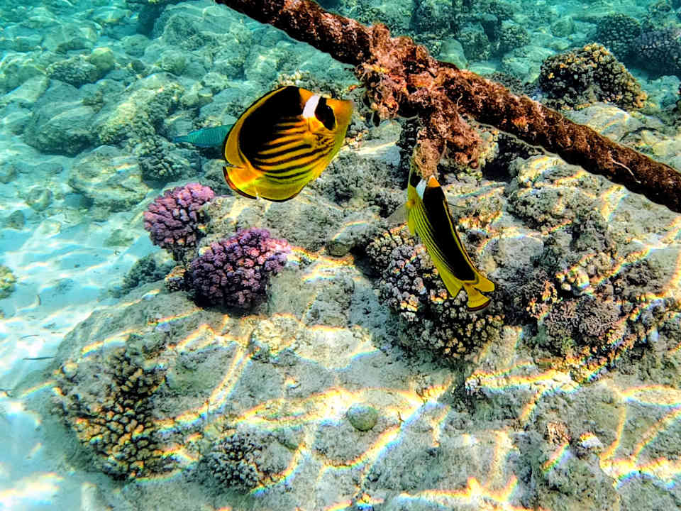 Sport & Freizeit Mövenpick Resort El Quseir