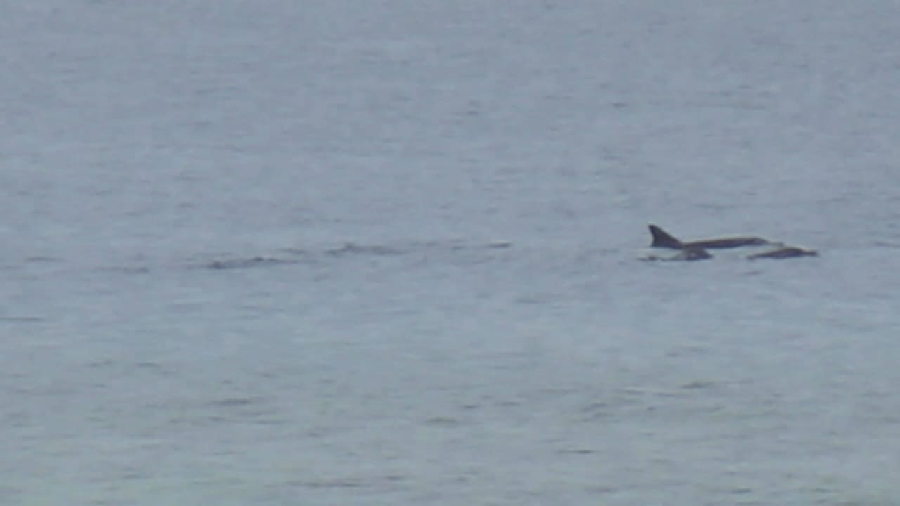 Von der Terrrasse aus gesehen: Delfine Kuramathi Maldives