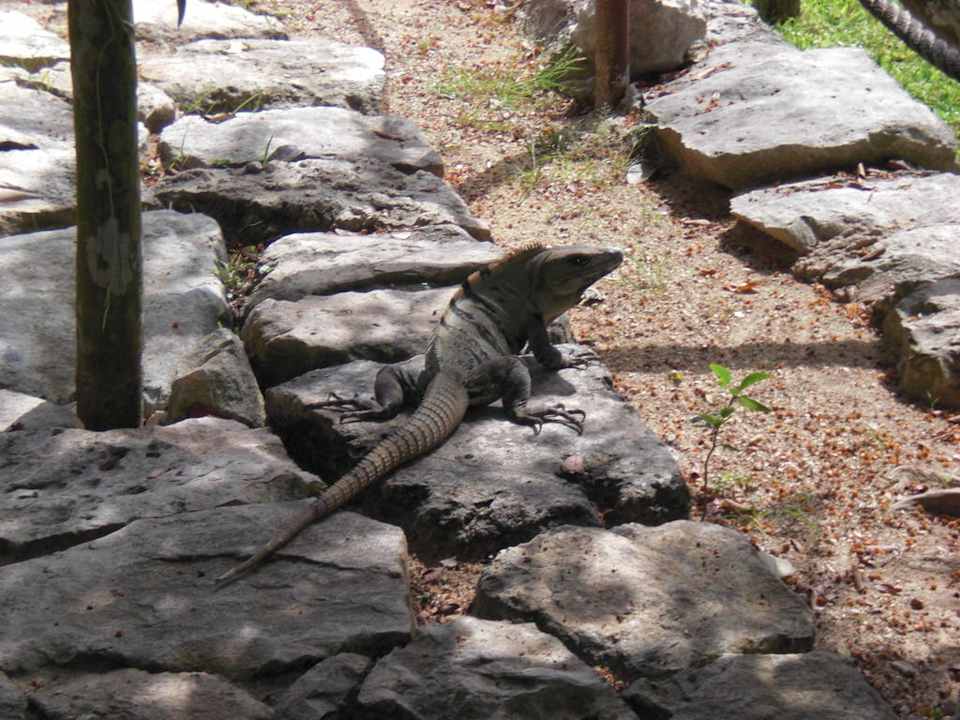 Leguane Grand Palladium Kantenah Resort & Spa