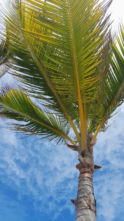 Sonstiges Grand Palladium Punta Cana Resort & Spa