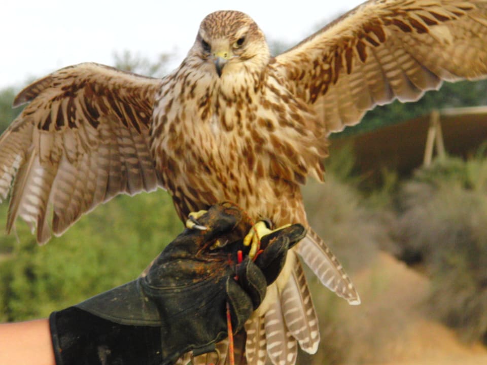 Wüsteneule nach Freiflug Al Maha, A Luxury Collection Desert Resort & Spa