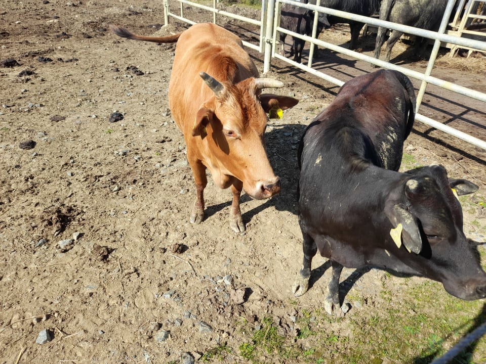 Sport & Freizeit Hotel Reiters Supreme