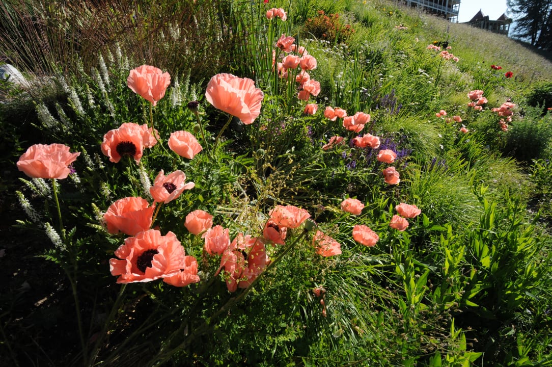 Gartenanlage Hotel Snow & Mountain Resort Schatzalp