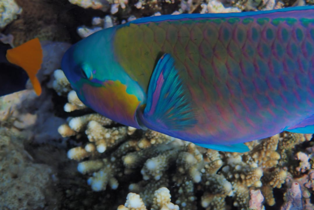 Strand Pickalbatros Citadel Resort