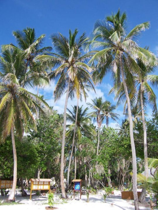 Riesen-Palmen im Norden Meeru Maldives Resort Island