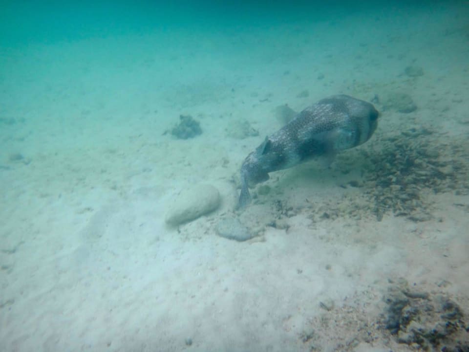 Unterwasserwelt Cinnamon Hakuraa Huraa Maldives