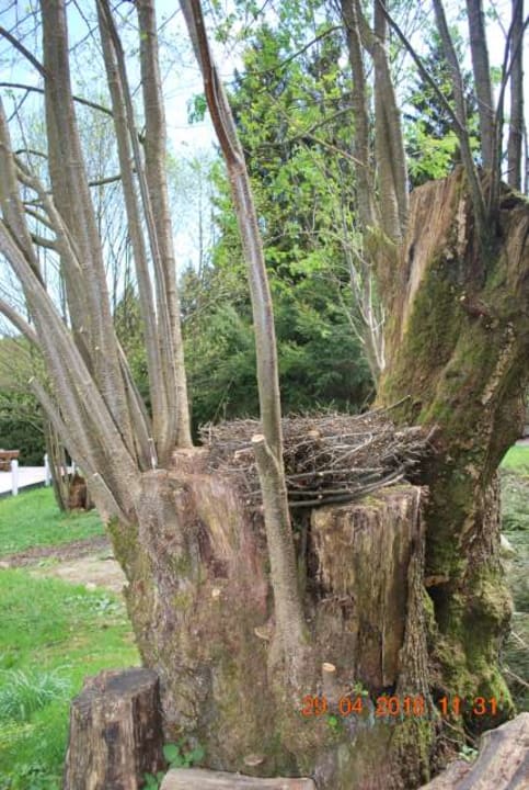 Gartenanlage Ferienhaus Lichtung