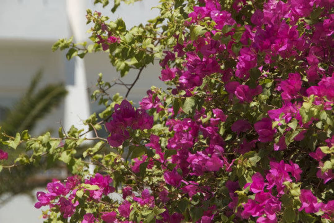 Hotel The Grand Hotel Hurghada