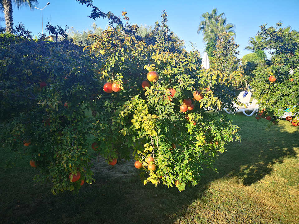 Gartenanlage Mary Hotel Side