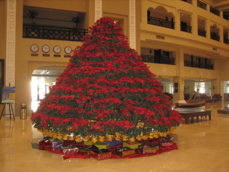 Weihnachtsbaum aus Weihnachtssternen Steigenberger ALDAU Beach Hotel