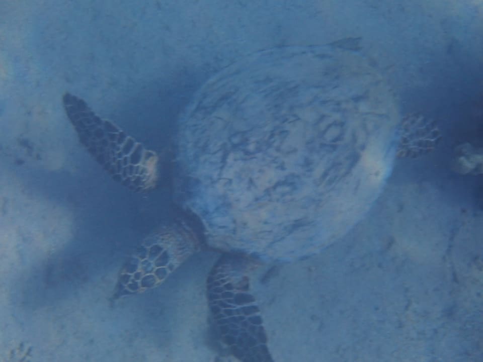 Sport & Freizeit Cleopatra Luxury Beach Resort Makadi Bay - Adults only