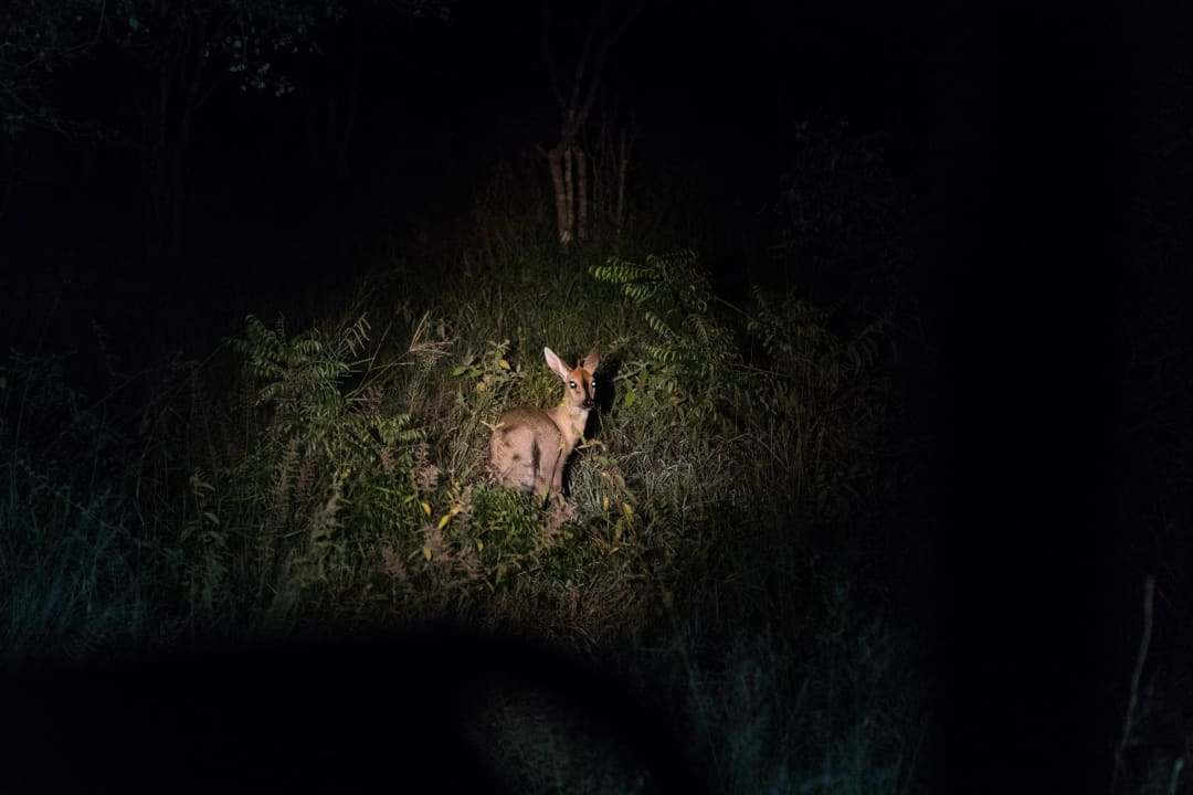 Night Game Drive Punda Maria Rest Camp