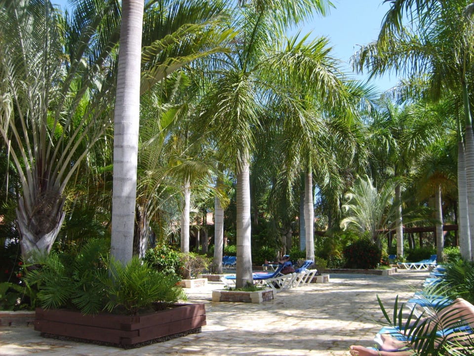 Pool und Palmen Villas Bavaro Resort & Spa