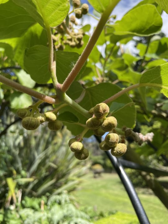 Gartenanlage Hotel The Peppertree
