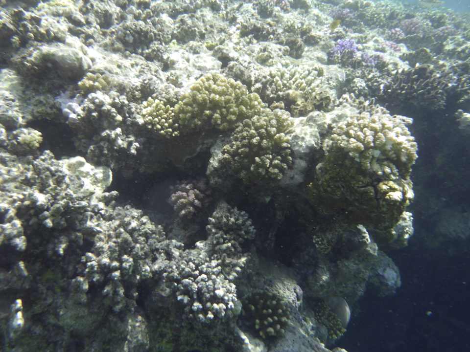 Strand Sentido Reef Oasis Suakin