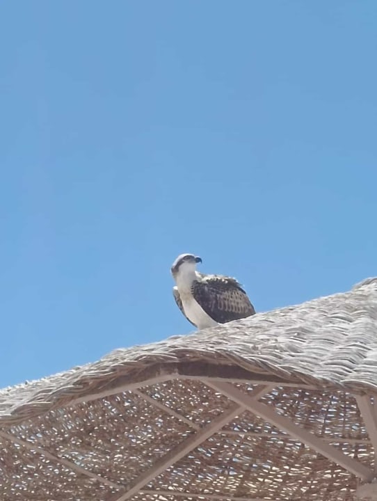 Sonstiges Makadi Spa - Adults only