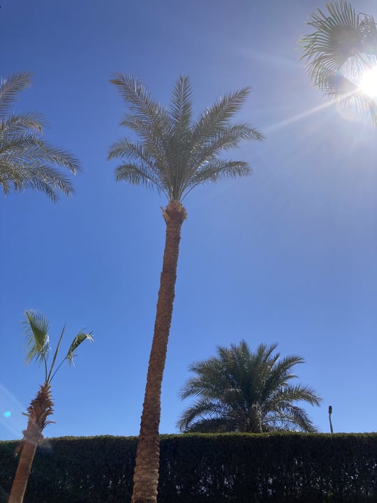 Ausblick Jaz Makadi Oasis Resort