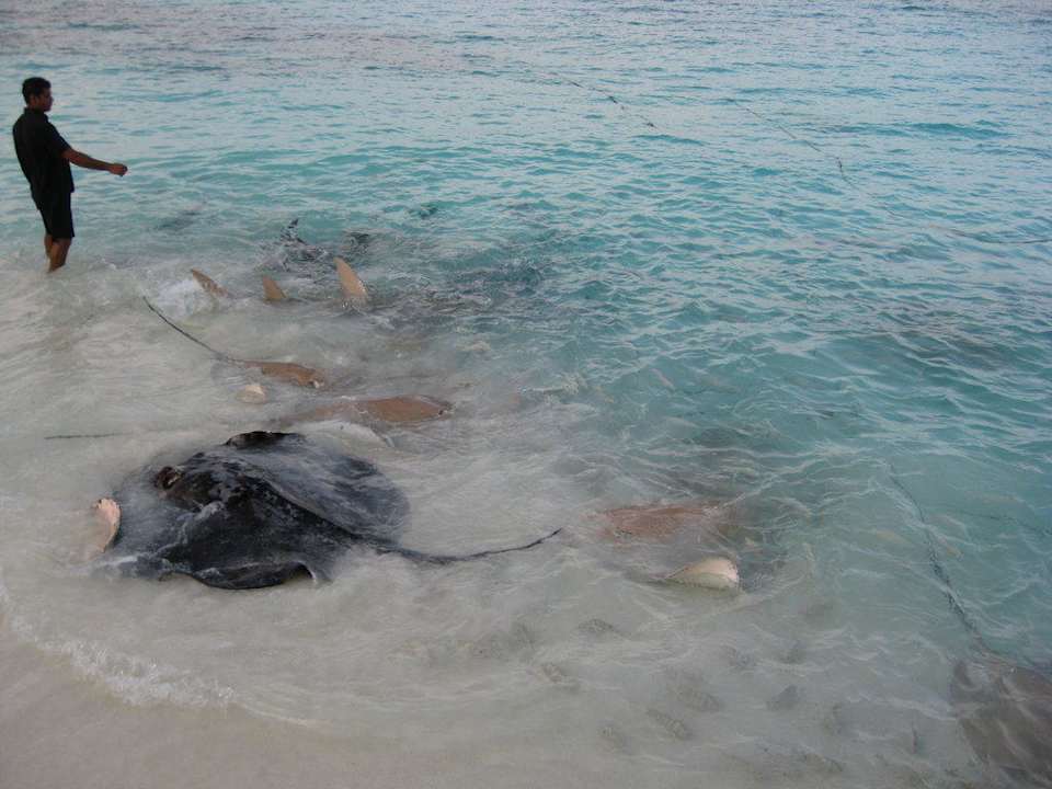 Rochenfütterung NH Collection Maldives Reethi Resort