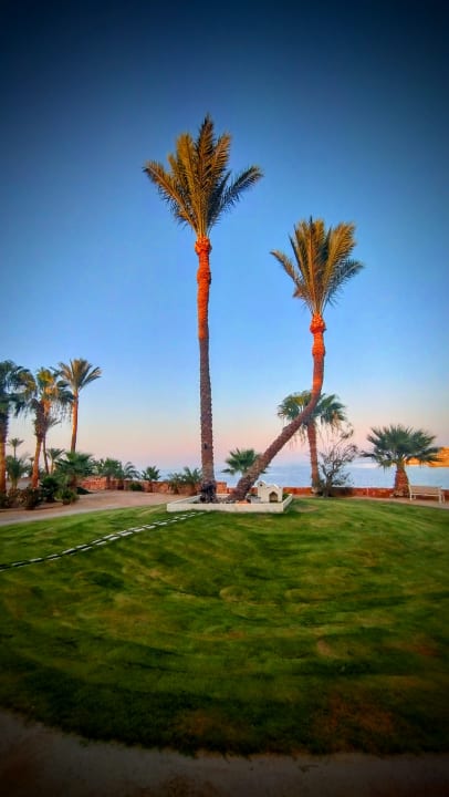 Gartenanlage Steigenberger Coraya Beach - Adults only