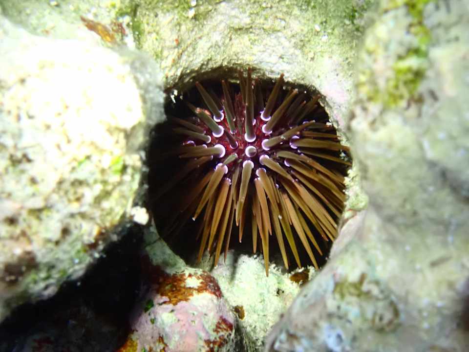 Sonstiges Utopia Beach Club