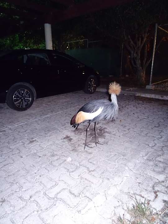 Gartenanlage Iberostar Waves Tucan