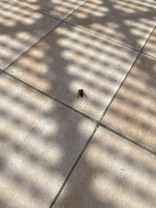 Gastro Djerba Sun Beach Hotel & Spa