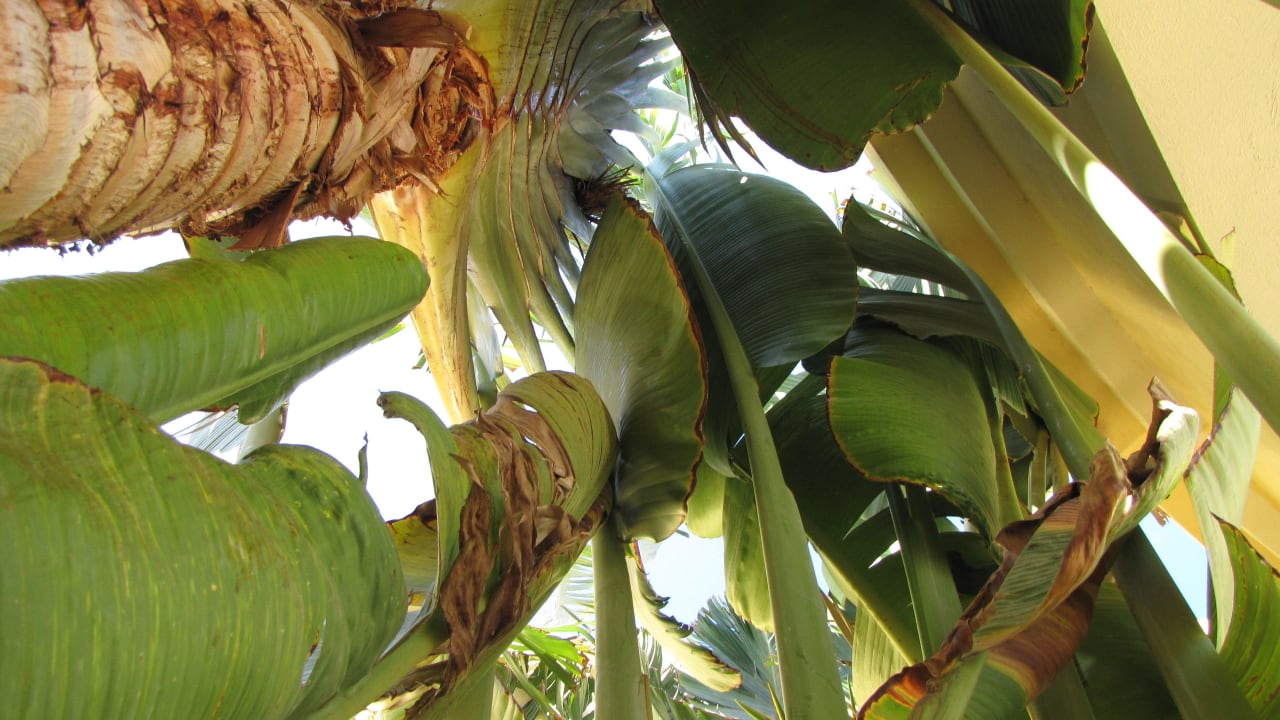 Garten und Landschaft Jaz Solaya