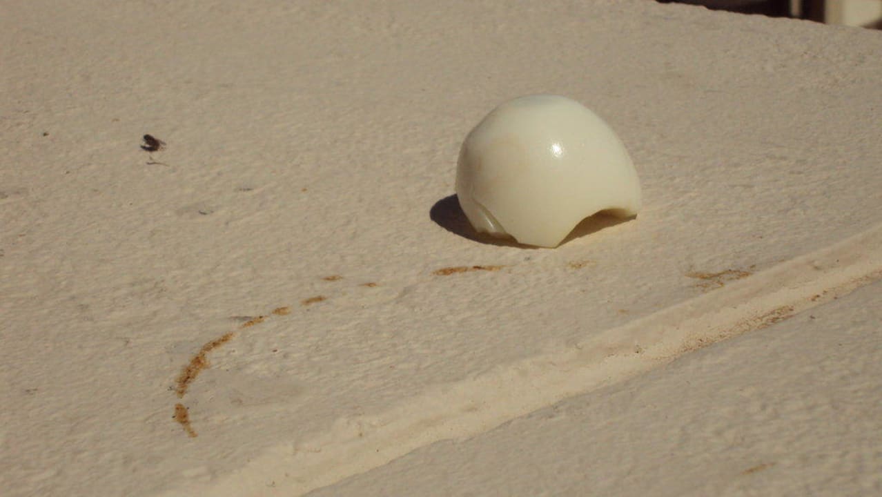 Solche Sachen Pickalbatros Citadel Resort