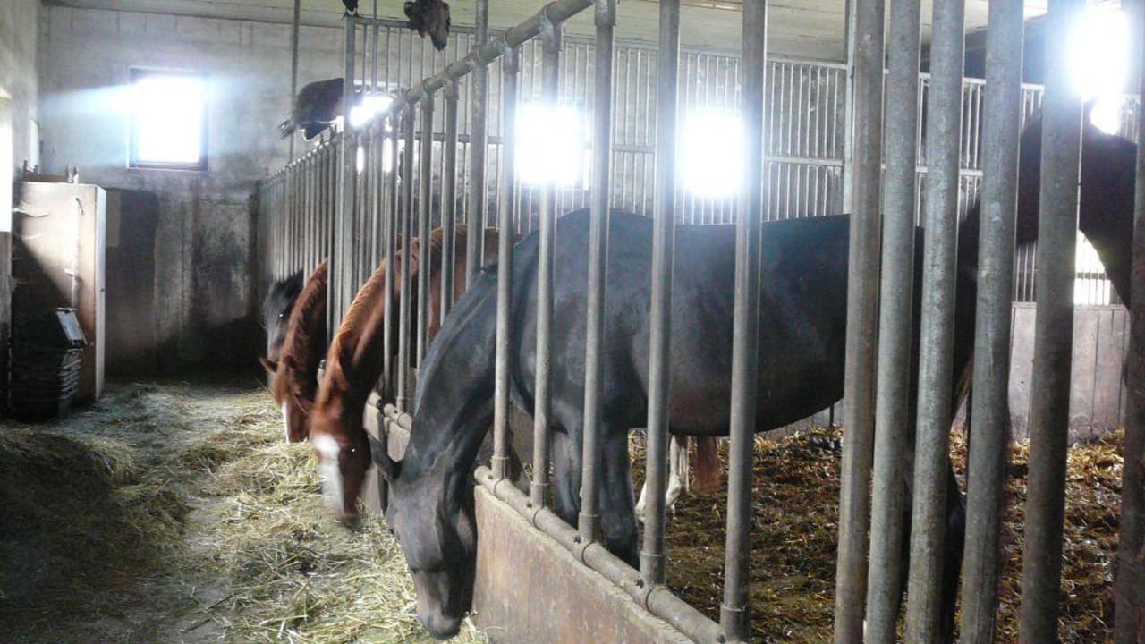 Stall Hotel Reiterhof Pichler und Nebenhäuser