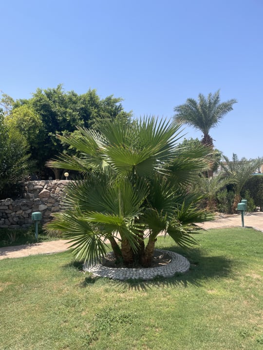 Gartenanlage Shams Safaga Resort
