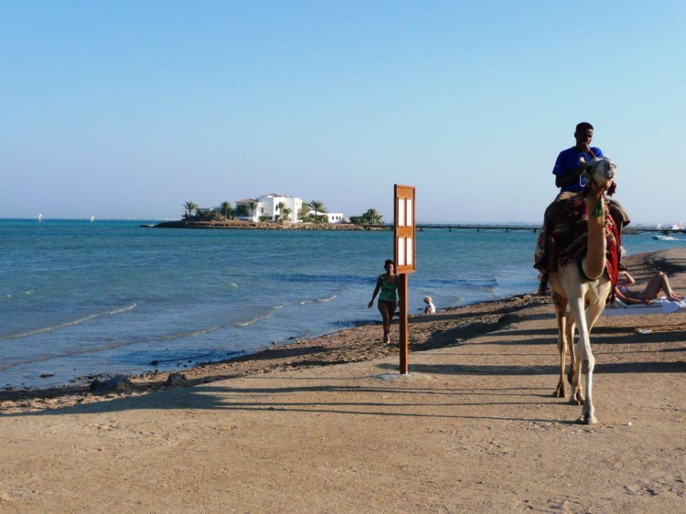 Kamelreiten am Hotelstrand Mövenpick Resort & Spa El Gouna