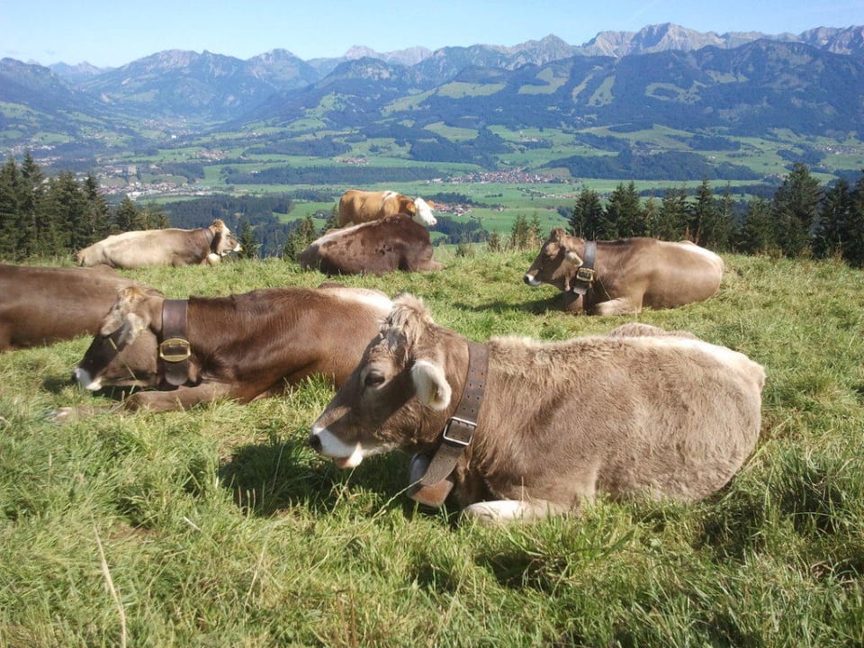 Ausblick - Wanderweg Richtung Weltcuphütte Familotel Allgäuer Berghof