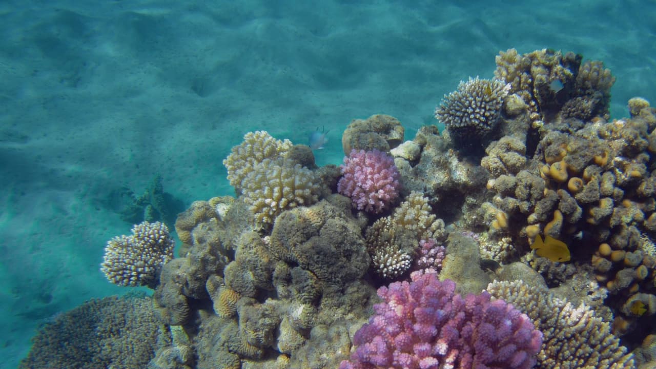 Sport & Freizeit Hotel Gorgonia Beach Resort