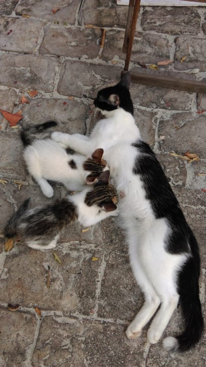 Sonstiges Starfish Cuatro Palmas