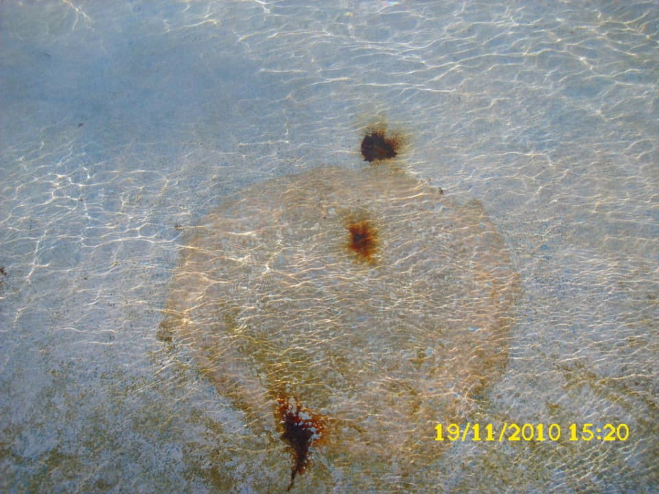 Rostflecken im Pool Serenity Alpha Beach