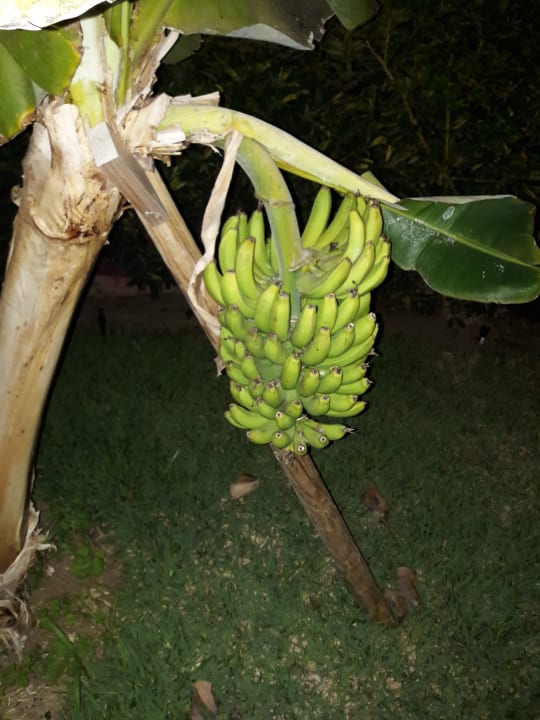 Gartenanlage HL Miraflor Suites Hotel