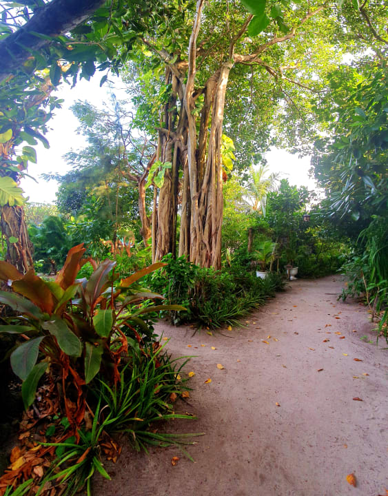 Gartenanlage Reethi Beach Resort