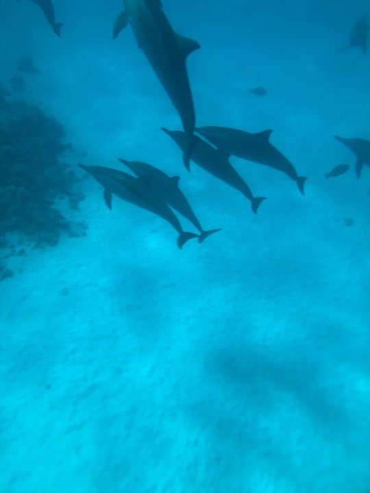 Sport & Freizeit Hotel Gorgonia Beach Resort