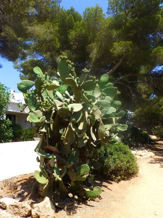 Sonstiges Iberostar Selection Santa Eulalia Ibiza