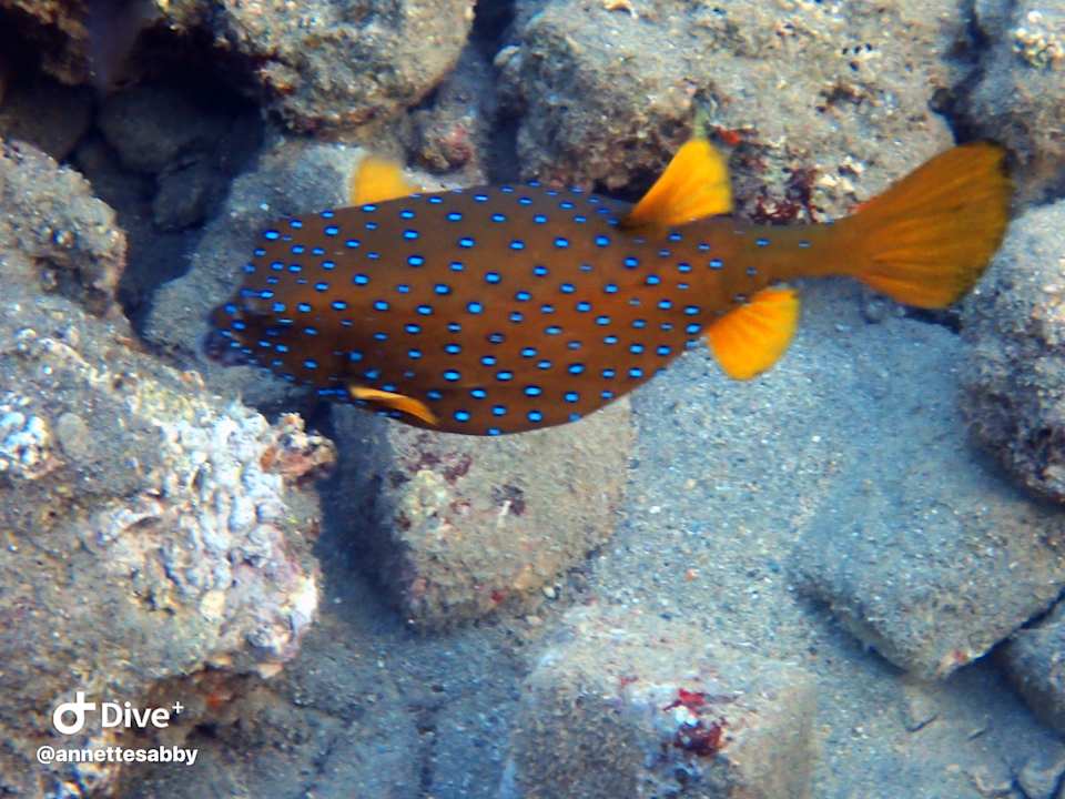 Sonstiges Three Corners Equinox Beach Resort