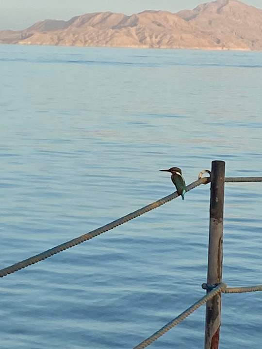 Strand Pickalbatros Palace Resort