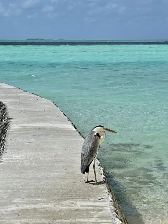 Strand Cinnamon Velifushi Maldives - Free One-Way Speedboat and 02 Kids Under 12 Stay & Dine Free