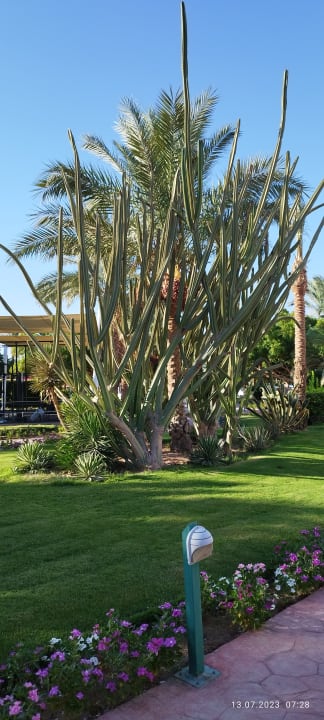 Gartenanlage Desert Rose