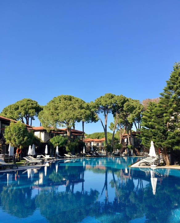 Sehr gepflegt  Papillon Ayscha