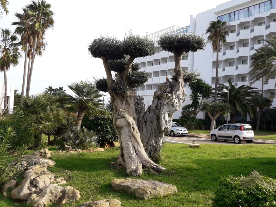 Nachbarhotel, Olivenbaum mit mir unbekannten Vogel Hipotels Hipocampo Playa