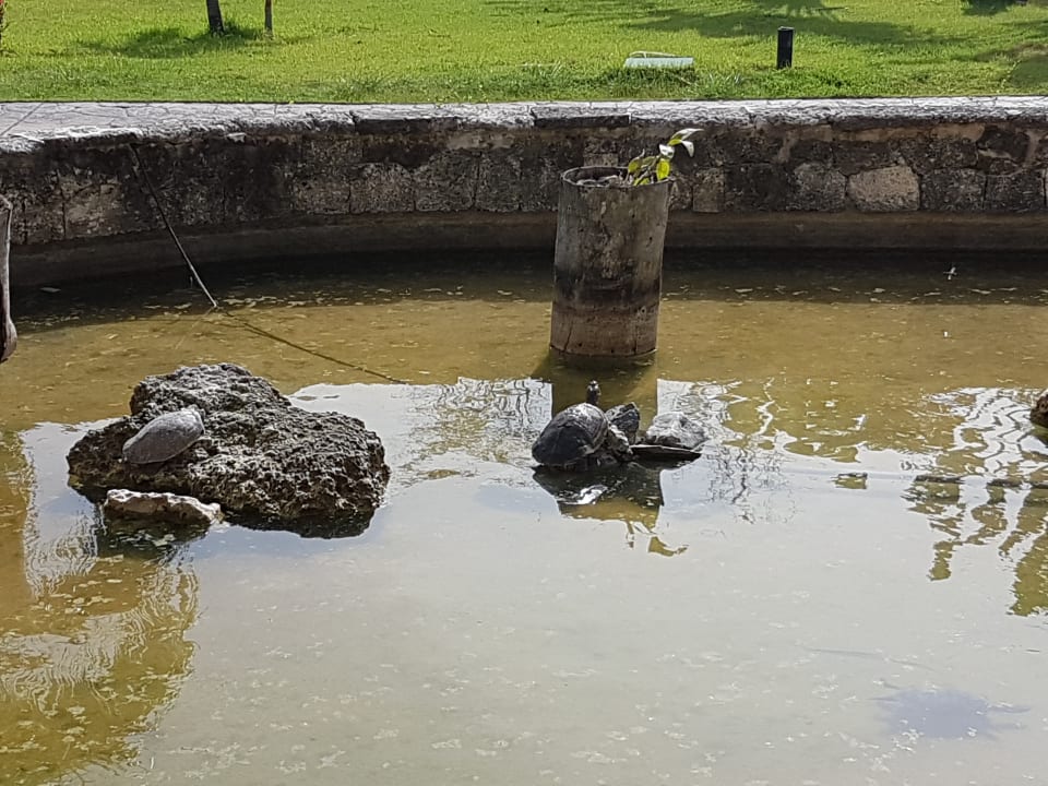 Gartenanlage Punta Cana Princess All Suites Resort & Spa