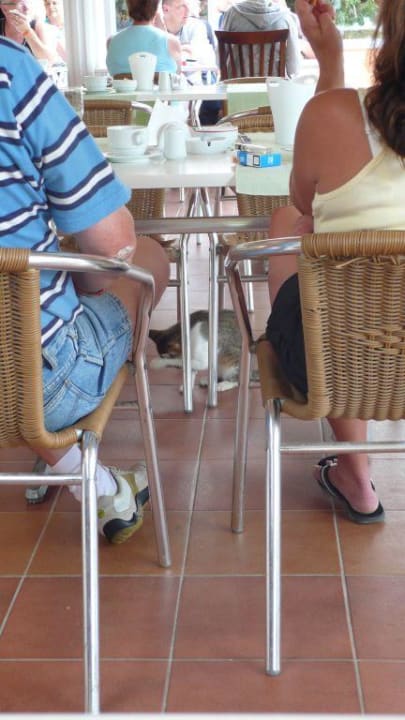 Katzen überall Insula Resort & Spa