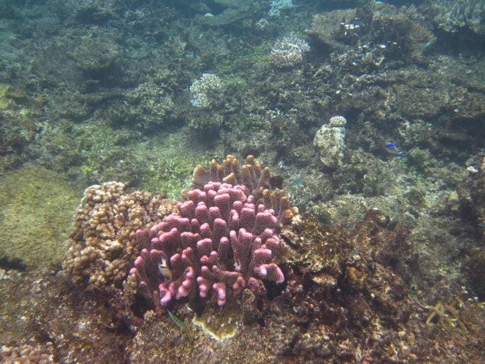 Schnorcheln am Hausriff Hotel Matamanoa Island Resort